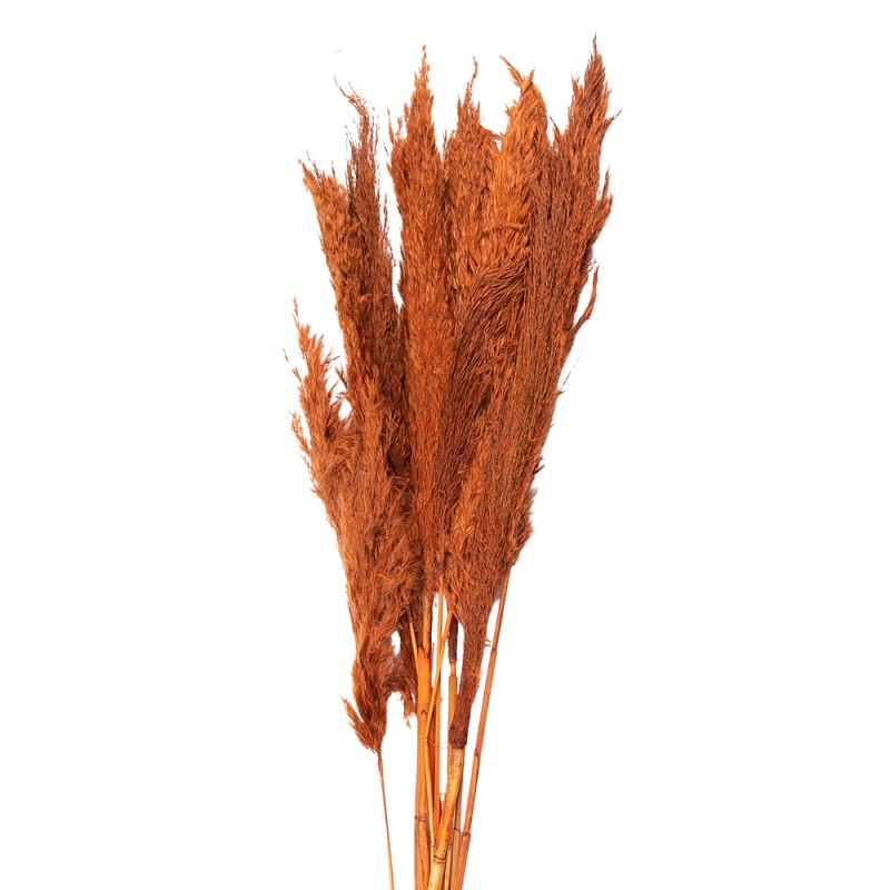 Clayre & Eef Dried Flowers 90 cm Orange Dried Flowers