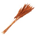 Clayre & Eef Dried Flowers 90 cm Orange Dried Flowers