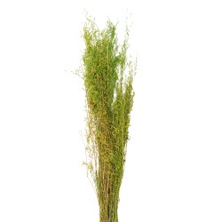 Clayre & Eef Dried Flowers 90 cm Green Dried Flowers