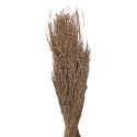 Clayre & Eef Droogbloemen  55 cm Beige Droogbloemen