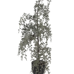 50847_02.jpg