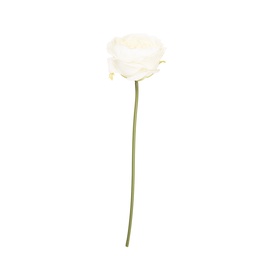 5PL0237W_02.jpg
