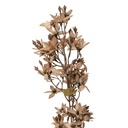 Decorative Artificial Branch with flowers Beige Green 10x10x95 cm