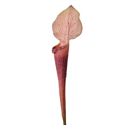 [5PL0188] Artificial Flower Purple Green 6x5x75 cm
