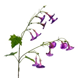 [5PL0332F] Branche décorative avec fleurs Rose Vert 80 cm