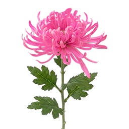 [5PL0335P] Decorazione ramo con fiori Rosa Verde 76 cm