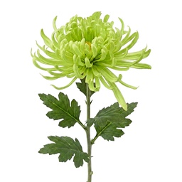 [5PL0335GR] Dekorativer Zweig mit Blumen Grün 76 cm