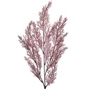 Deko Ast Violett 10x4x75 cm