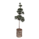 Albero di decorazione Verde Marrone 14x14x45 cm