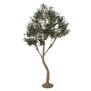 Albero di Ulivo decorazione Verde Beige 140x130x250 cm