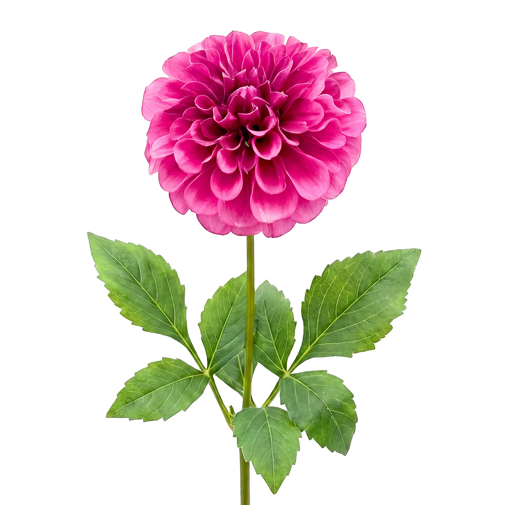 Rami Artificiali Decorativi con fiori Rosa Verde 42 cm