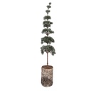 Deko Baum Grün Braun 15x12x80 cm