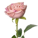 Fleur artificielle Roses Rose Vert 9x9x61 cm