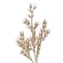 Deko Ast Beige Braun 15x2x72 cm