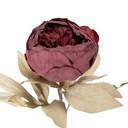 Artificial Flower Red Green 11x11x62 cm