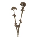 Deko Ast mit Blumen Grau Grün 6x6x58 cm