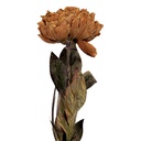 Fiori Finti Marrone Verde 10x10x65 cm