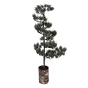 Clayre & Eef Mini Sapin De Noël Artificiel 28x28x80 cm / 3xAAA Vert Bois
