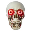 Décoration Tête de mort Blanc Marron 16x15x20 cm