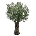 Arbre d'olivier décoration Vert Marron 240 cm